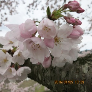 桜