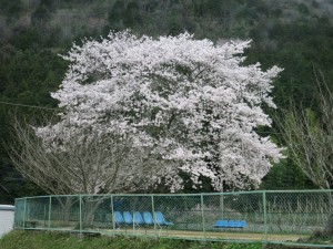 大歳神社桜