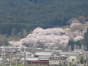 常勝寺の桜