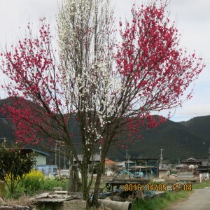 長野