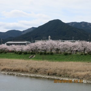 谷川６区桜並木